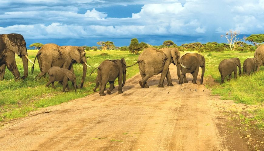 Big Game Conservation Project