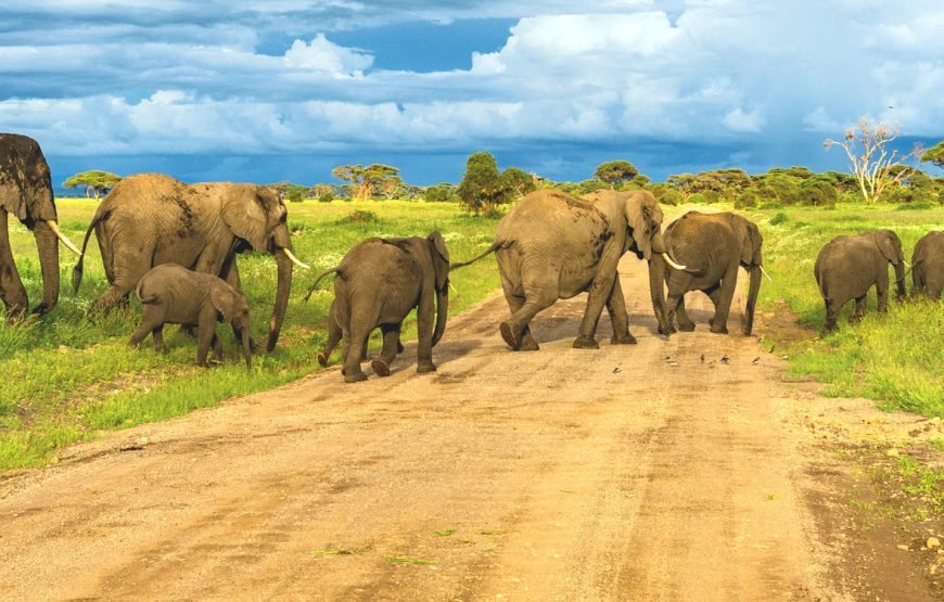 Volunteer in Big Mammals Conservation, Amboseli Ecosystem, Kenya – Starting 2 Wks