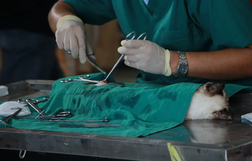 Volunteer as a Vet in Nairobi – Starting 1 Mnth
