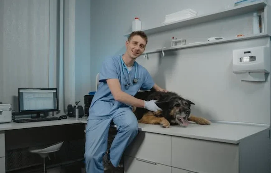 Volunteer as a Vet in Nairobi – Starting 1 Mnth