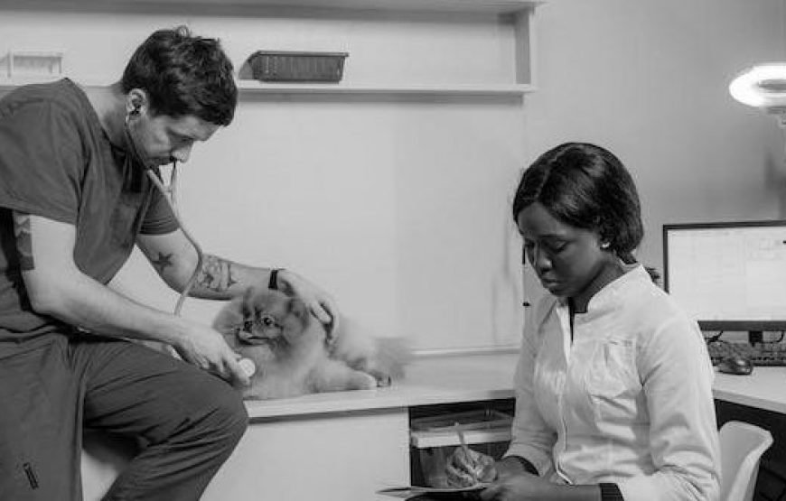 Volunteer as a Vet in Nairobi – Starting 1 Mnth