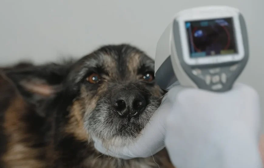 Volunteer as a Vet in Nairobi – Starting 1 Mnth