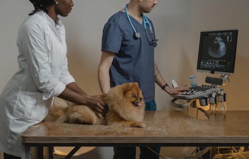 Volunteer as a Vet in Nairobi – Starting 1 Mnth