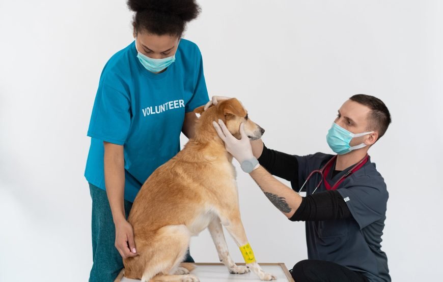 Volunteer as a Vet in Nairobi – Starting 1 Mnth