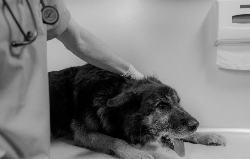 Volunteer as a Vet in Nairobi – Starting 1 Mnth