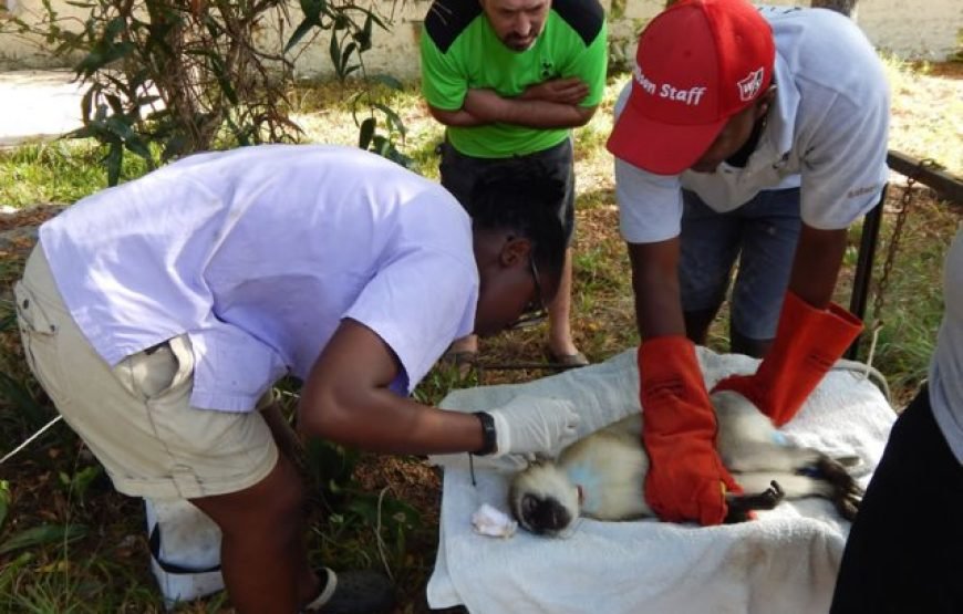 Volunteering in Colobus Monkeys Conservation, Diani – Starting 1 Month
