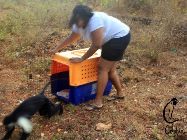 Days 3 - 26: Core Primates Conservation Volunteering Activities in Diani