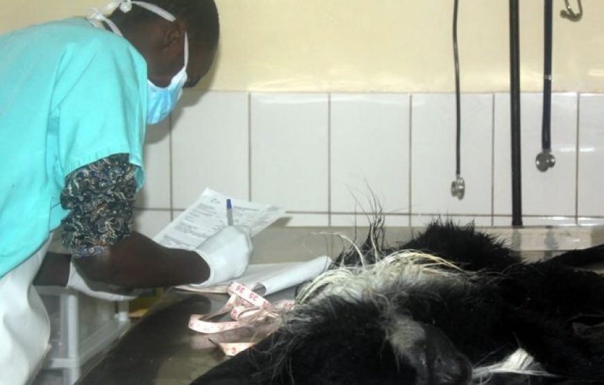 Volunteering in Colobus Monkeys Conservation, Diani – Starting 1 Month