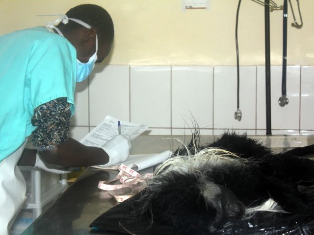 Day 27: Reflection and Celebration of Your Primates Conservation Impact in Diani
