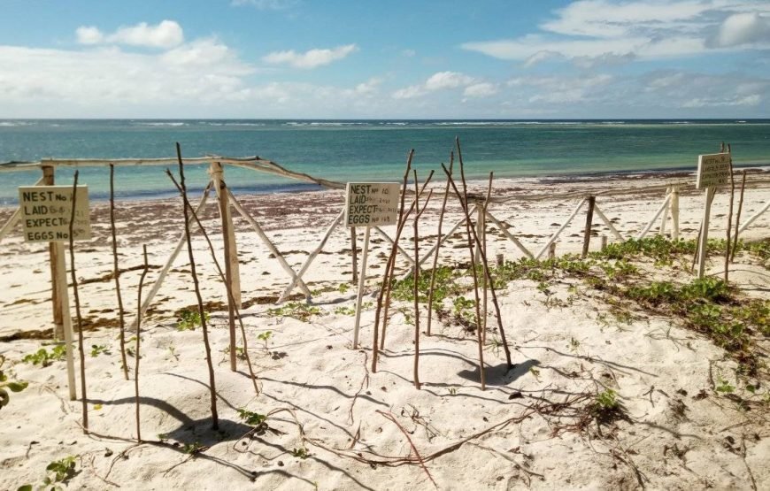Volunteering in Turtle Conservation, Diani – Starting 1 Month