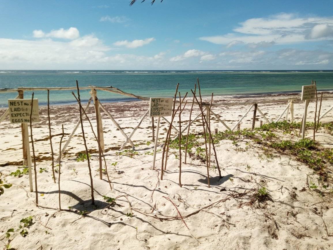 DAY 3 - DAY 27: HANDS-ON TURTLE CONSERVATION ACTIVITIES