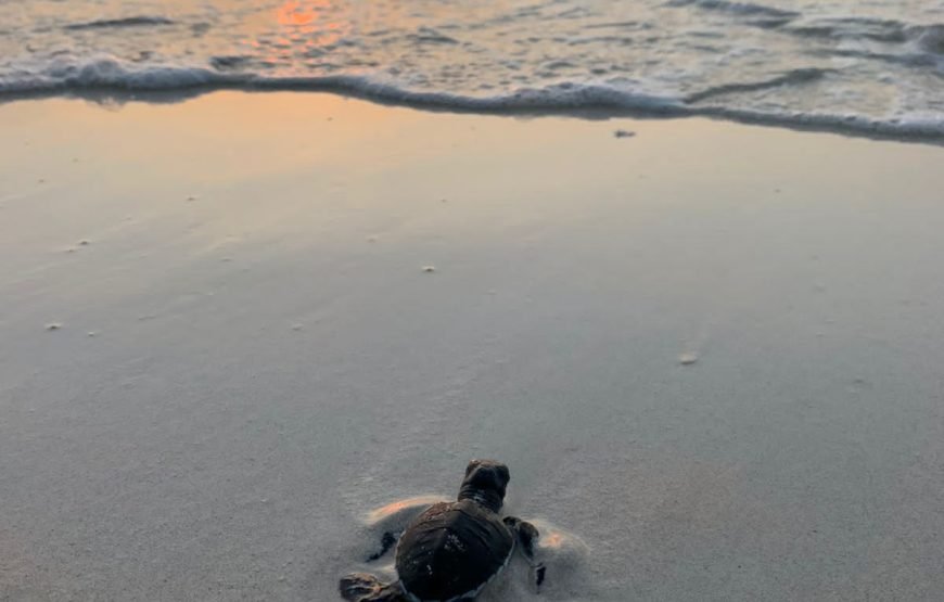 Volunteering in Turtle Conservation, Diani – Starting 1 Month