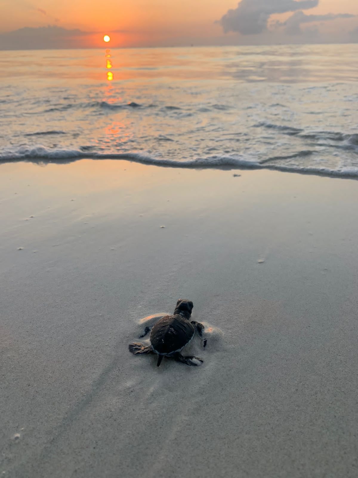 DAY 28: REFLECTION & CELEBRATION  OF YOUR TURTLE CONSERVATION VOLUNTEERSHIP
