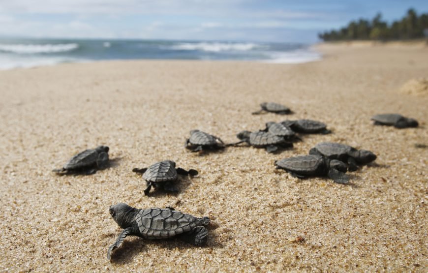 Volunteering in Turtle Conservation, Diani – Starting 1 Month