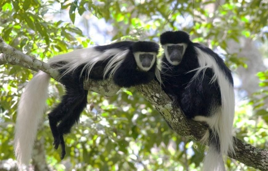 Volunteering in Colobus Monkeys Conservation, Diani – Starting 1 Month