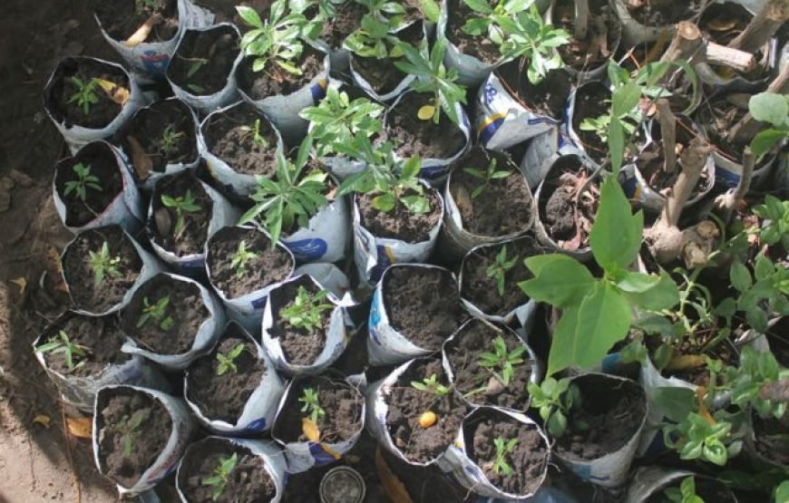 Volunteer in Environment Conservation, Likoni,South Coast – Starting 2 Wks